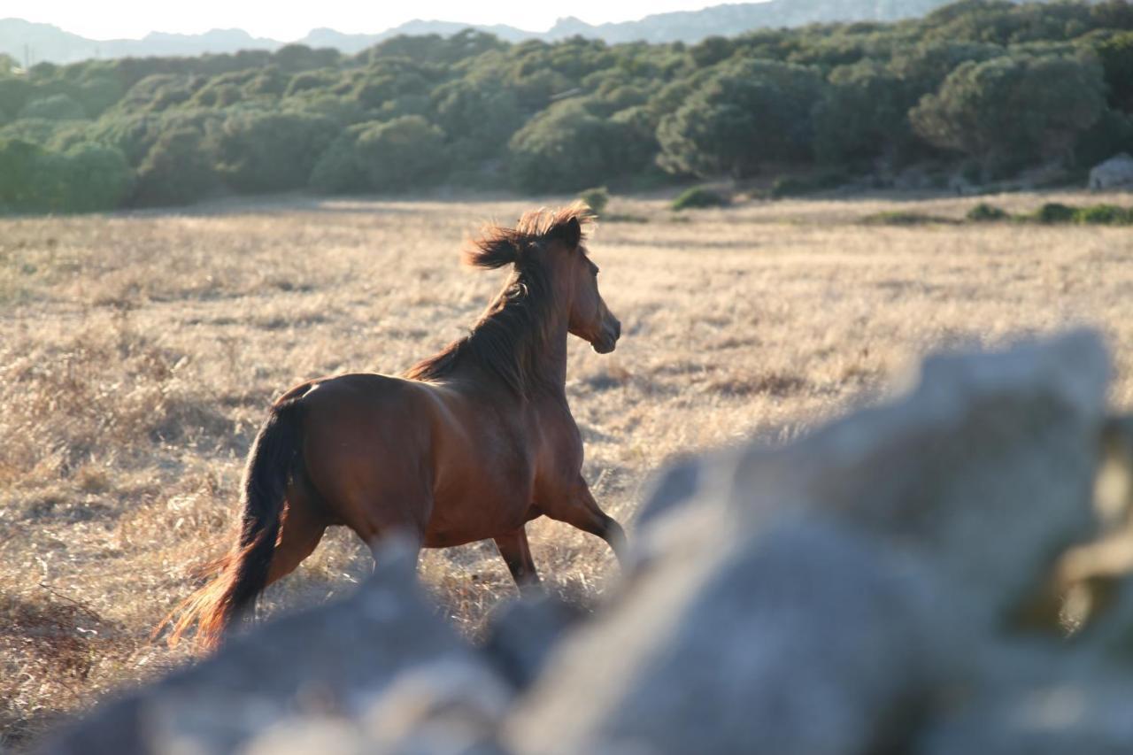 A Loghja Di Cavallo Morto Bonifacio (Corsica) Exterior foto